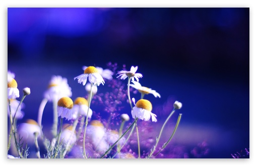 Beautiful Chamomile Flowers HD wallpaper for Wide 16:10 Widescreen WHXGA WQXGA WUXGA WXGA ;
