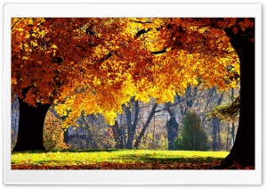 Beautiful Fall HD Wide Wallpaper for Widescreen