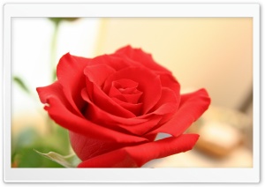 Beautiful Flowers wallpaper