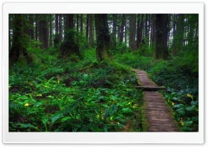 Beautiful Forest Path HD Wide Wallpaper for Widescreen