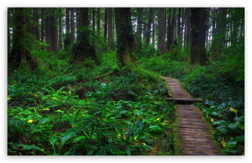 Beautiful Forest Path HD wallpaper for Wide 16:10 Widescreen WHXGA WQXGA WUXGA WXGA ;
