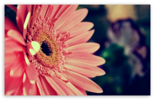 Beautiful Gerbera wallpaper for Wide 16:10 Widescreen WHXGA WQXGA WUXGA WXGA ;