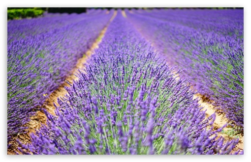 Beautiful Lavender Flowers HD wallpaper for Wide 16:10 Widescreen WHXGA WQXGA WUXGA WXGA ;