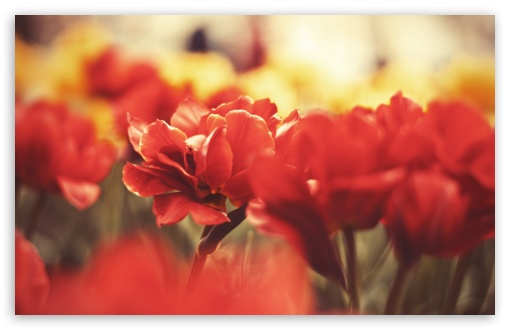 Beautiful Red Flowers wallpaper for Wide 16:10 Widescreen WHXGA WQXGA WUXGA WXGA ;
