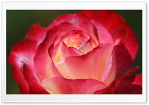 Beautiful Rose HD Wide Wallpaper for Widescreen