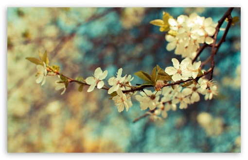 Beautiful Spring Day HD wallpaper for Wide 16:10 Widescreen WHXGA WQXGA WUXGA WXGA ;