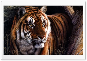 Beautiful Tiger HD Wide Wallpaper for Widescreen
