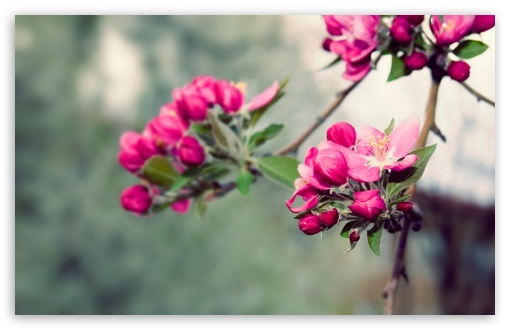 Beauty Of Nature HD wallpaper for Wide 16:10 Widescreen WHXGA WQXGA WUXGA WXGA ;