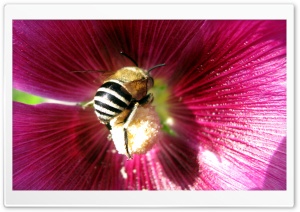 Bee HD Wide Wallpaper for Widescreen