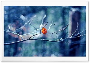 Before Winter Begins HD Wide Wallpaper for Widescreen