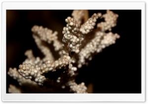 Bianco HD Wide Wallpaper for Widescreen