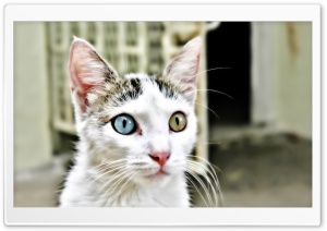 Bipolar Kitty HD Wide Wallpaper for Widescreen