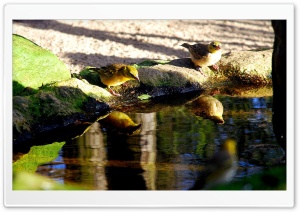 Birds Drinking Water HD Wide Wallpaper for Widescreen