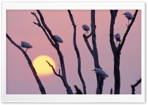 Birds Sitting On A Tree Branch HD Wide Wallpaper for Widescreen
