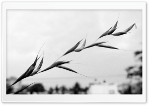 Black And White HD Wide Wallpaper for Widescreen