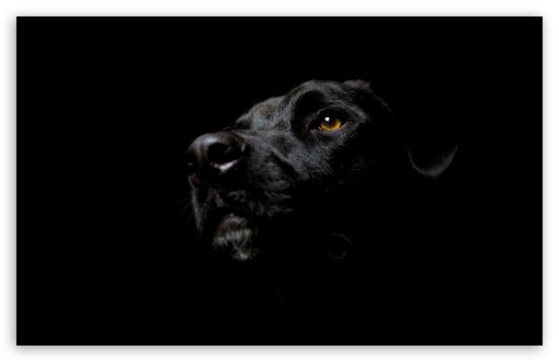 1 Black Dog HD wallpaper for Standard 43 54 Fullscreen UXGA XGA SVGA