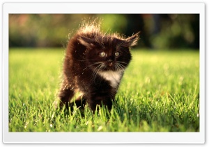 Black Fluffy Kitty wallpaper