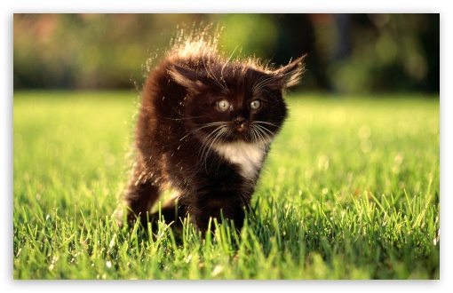 Black Fluffy Kitty HD wallpaper for Standard 4:3 5:4 Fullscreen UXGA XGA SVGA QSXGA SXGA ; Wide 16:10 5:3 Widescreen WHXGA WQXGA WUXGA WXGA WGA ; HD 16:9 High Definition WQHD QWXGA 1080p 900p 720p QHD nHD ; Other 3:2 DVGA HVGA HQVGA devices ( Apple PowerBook G4 iPhone 4 3G 3GS iPod Touch ) ; Mobile VGA WVGA iPhone iPad PSP Phone - VGA QVGA Smartphone ( PocketPC GPS iPod Zune BlackBerry HTC Samsung LG Nokia Eten Asus ) WVGA WQVGA Smartphone ( HTC Samsung Sony Ericsson LG Vertu MIO ) HVGA Smartphone ( Apple iPhone iPod BlackBerry HTC Samsung Nokia ) Sony PSP Zune HD Zen ; Tablet 2 ;