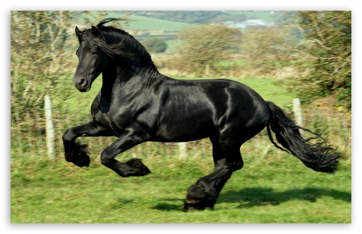 Black Horse HD wallpaper for Wide 16:10 Widescreen WHXGA WQXGA WUXGA WXGA ;