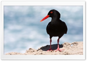 Black Oystercatcher HD Wide Wallpaper for Widescreen