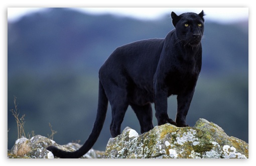 BIG CAT seen crossing the Sturt Highway - 3 cars stopped for it! - Page 3 Black_panther-t2