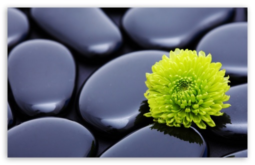 Black Zen Stones And A Yellow Mum HD wallpaper for Wide 16:10 Widescreen WHXGA WQXGA WUXGA WXGA ;