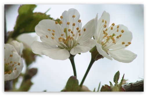 spring trees wallpaper. Blooming Tree Spring 13