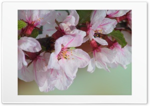 Blooming Tree Spring 16 HD Wide Wallpaper for Widescreen