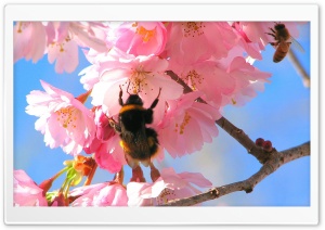 Blooming Tree Spring 6 HD Wide Wallpaper for Widescreen