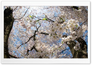 Blossom Tree HD Wide Wallpaper for Widescreen