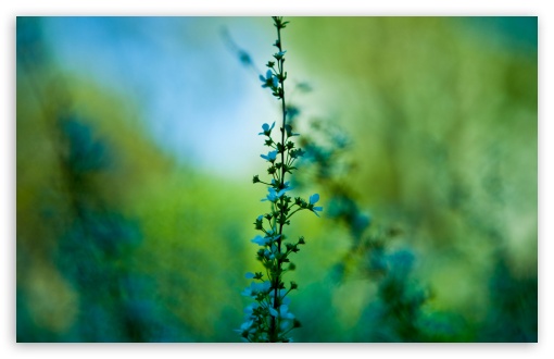 Blossom Twig HD wallpaper for Wide 16:10 Widescreen WHXGA WQXGA WUXGA WXGA ;