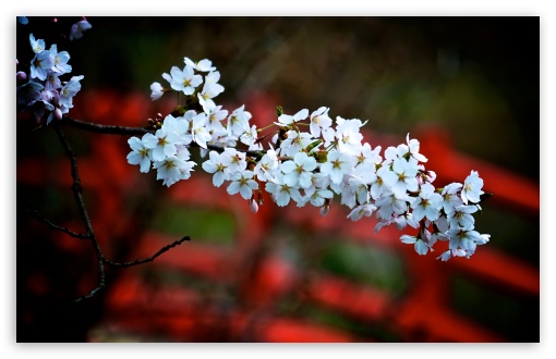 Blossoms Over The Bridge HD wallpaper for Wide 16:10 Widescreen WHXGA WQXGA WUXGA WXGA ;