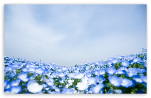 blue flowers wallpaper. 1 Blue Flowers wallpaper for
