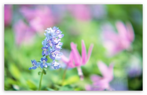 wallpapers nature flowers. Blue Flowers wallpaper for