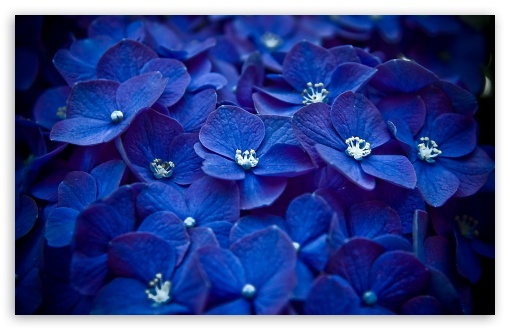 Blue Hortensia HD wallpaper for Wide 16:10 Widescreen WHXGA WQXGA WUXGA WXGA ;