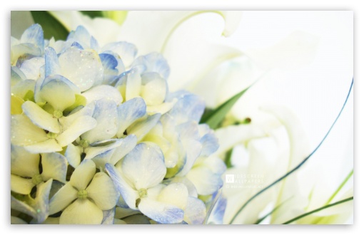Blue Hydrangea and Lilies HD wallpaper for Standard 4:3 5:4 Fullscreen UXGA XGA SVGA QSXGA SXGA ; Wide 16:10 Widescreen WHXGA WQXGA WUXGA WXGA ; HD 16:9 High Definition WQHD QWXGA 1080p 900p 720p QHD nHD ; Other 3:2 DVGA HVGA HQVGA devices ( Apple PowerBook G4 iPhone 4 3G 3GS iPod Touch ) ; Mobile VGA iPhone iPad Phone - VGA QVGA Smartphone ( PocketPC GPS iPod Zune BlackBerry HTC Samsung LG Nokia Eten Asus ) HVGA Smartphone ( Apple iPhone iPod BlackBerry HTC Samsung Nokia ) ;