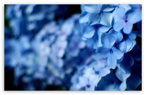 Blue Hydrangea Flowers HD wallpaper for Wide 16:10 Widescreen WHXGA WQXGA WUXGA WXGA ;