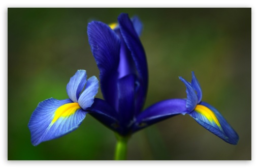 Blue Iris Flower HD wallpaper for Wide 16:10 Widescreen WHXGA WQXGA WUXGA WXGA ;