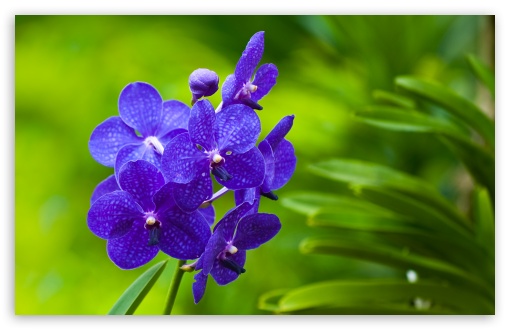 Blue Orchids HD wallpaper for Wide 16:10 Widescreen WHXGA WQXGA WUXGA WXGA ;