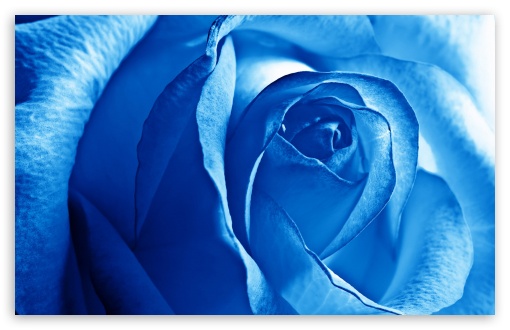 blue rose wallpaper. 6 Blue Rose wallpaper for Wide