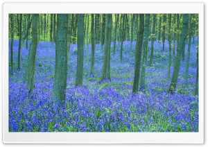 Bluebells In The Forest HD Wide Wallpaper for Widescreen