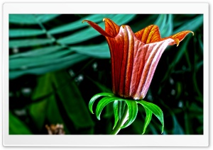 Botanical Garden Flower HD Wide Wallpaper for Widescreen