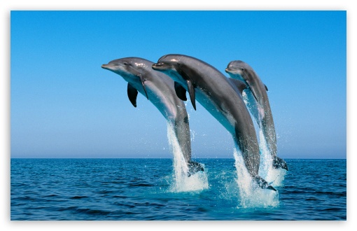 bottlenose dolphin wallpaper. Bottlenose Dolphins Tursiops