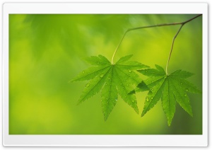 Branch With Green Leaves 36 HD Wide Wallpaper for Widescreen