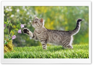 British Shorthair Cat HD Wide Wallpaper for Widescreen