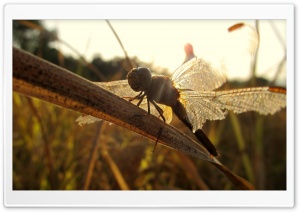 Brown Dragonfly HD Wide Wallpaper for Widescreen