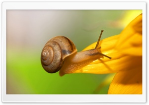 Brown Snail HD Wide Wallpaper for Widescreen