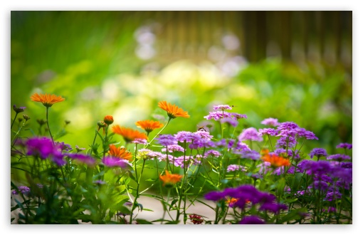 Busy Bees HD wallpaper for Wide 16:10 Widescreen WHXGA WQXGA WUXGA WXGA ;