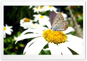 Butterfly HD Wide Wallpaper for Widescreen