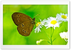 Butterfly Close-Up wallpaper
